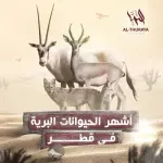 أشهر الحيوانات البرية في قطر